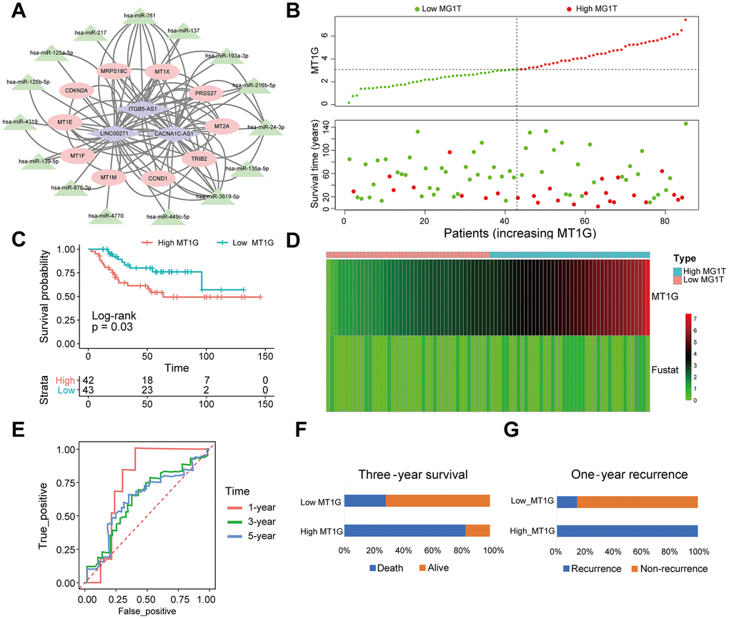 MT1G-related ceRNA network construction and survival analysis. (A) A ceRNA network: blue diamond, lncRNAs; green triangle, miRNAs; red round, mRNAs. (B) Scatter plot of the expression of MT1G and OS patients’ survival time. (C) The KM curves of the high- and low-MT1G expression groups (D) Heatmap of the expression of MT1G and OS patients’ survival time. (E) Time-dependent ROC curve of MT1G expression in predicting OS overall survival. (F) Three-year survival of 13 OS patients with high or low MT1G expression. (G) One-year recurrence of 13 OS patients with high or low MT1G expression. (ns, p >0.05; *p 