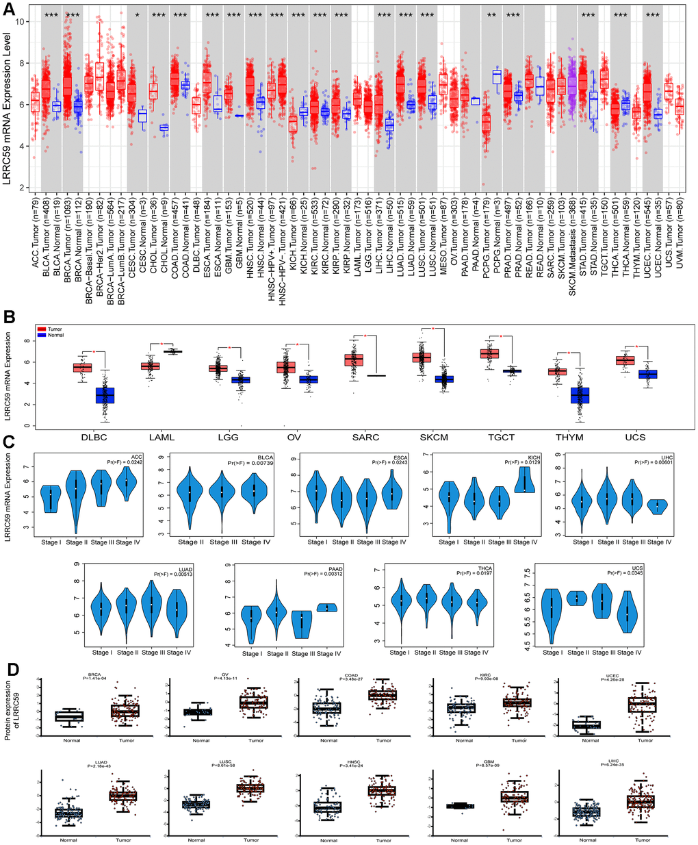 LRRC59 is overexpressed in cancer tissues. (A, B) The expression of LRRC59 in pan-cancer was analyzed in the TIMER2 and GEPIA2 databases. (C) The expression of LRRC59 in different pathological stages of pan-cancer. (D) Protein expression levels of LRRC59 in pan-cancer.