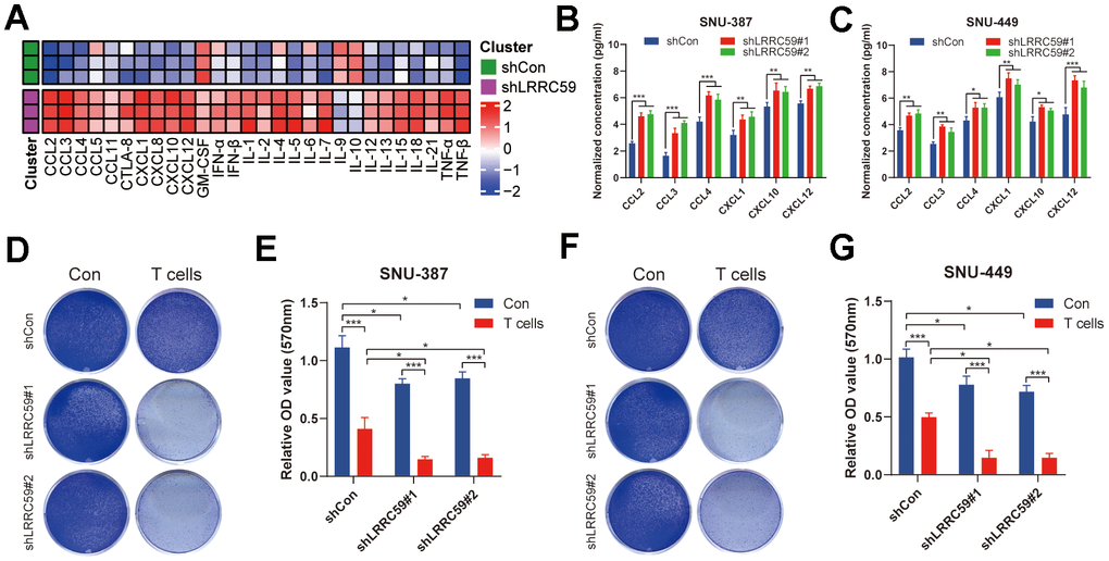 LRRC59 knockdown rendered HCC cells more sensitive to immunotherapy. (A) Heatmap of various cytokines and chemokines detected by ProcartaPlex multiple immunoassays between LRRC59 knockdown and the negative control groups in SNU387 cell culture supernatants. (B, C) The levels of some chemokines detected using ELISA between LRRC59 knockdown and the negative control groups in SNU-387 and SNU-449. (D–G) T cell-mediated tumor cell-killing assay between LRRC59 knockdown and negative control groups in SNU-387 and SNU-449.