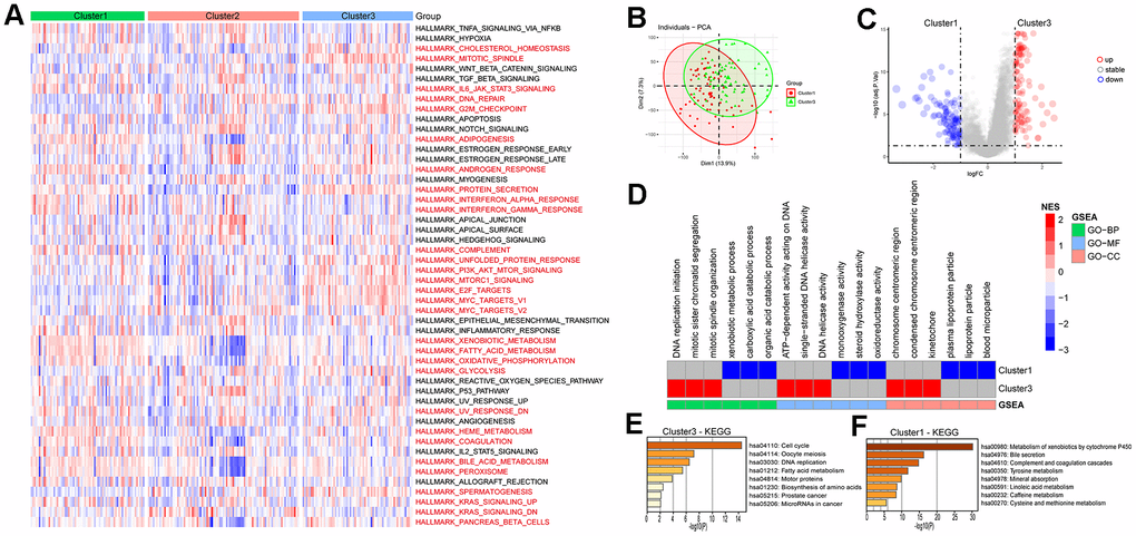 Enrichment analysis of HCC subtypes. (A) Analysis of Hallmark gene set score differences in the HCC subtypes. (B, C) Differential genetic analysis of HCC in cluster1 and cluster3. (D) Enrichment analysis of differential genes in HCC cluster1 and cluster3. (E, F) KEGG enrichment analysis of differential genes in HCC cluster1 and cluster3.