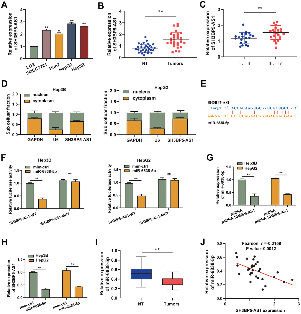 SH3BP5-AS1 and miR-6838-5p have a relationship in HCC. (A, B) HCC cells and tissues showed increased SH3BP5-AS1 expression. (C) The patients’ advanced tumor stage was indicated by the elevated SH3BP5-AS1. (D) The position of SH3BP5-AS1 was identified using subcellular fractionation analysis. (E) The binding sites of SH3BP5-AS1 and miR-6838-5p. (F) MiR-6838-5p inhibited the activity of the luciferase gene in SH3BP5-AS1 wild-type (SH3BP5-AS1-WT), but not in SH3BP5-AS1 mutant (SH3BP5-AS1-MUT). (G) SH3BP5-AS1 prevented MiR-6838-5p from being expressed. (H) MiR-6838-5p mimics decreased SH3BP5-AS1 expression. (I) In HCC tissues, miR-6838-5p expression was markedly downregulated. (J) A negative correlation was observed between SH3BP5-AS1 and miR-6838-5p expression.