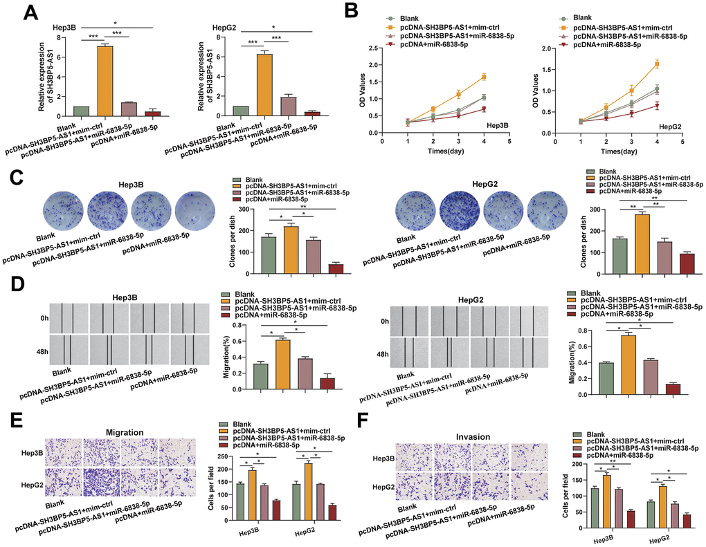 The impact of SH3BP5-AS1 was diminished by miR-6838-5p. (A) SH3BP5-AS1 expression in HCC cells transfected with pcDNA-SH3BP5-AS1 and miR-6838-5p (or mim-ctrl) was determined by qRT-PCR assay. (B, C) CCK-8 and colony formation assays were used to investigate the effect of the SH3BP5-AS1/miR-6838-5p axis on the proliferation capacity of the HCC cells. (D–F) Wound healing and transwell assays were used to assess the impact of the SH3BP5-AS1/miR-6838-5p axis on the migration and invasion capacity of the HCC cells.