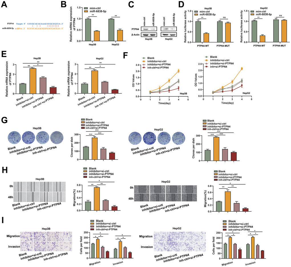 PTPN4 was a functional target of miR-6838-5p. (A) The PTPN4 mRNA 3-UTR’s miR-6838-5p binding location. (B, C) MiR-6838-5p prevented PTPN4’s mRNA and protein from being expressed. (D) Luciferase activity was significantly decreased when PTPN4-WT and miR-6838-5p were co-transfected. (E) The qRT-PCR technique was used to measure the mRNA level of PTPN4 in the HCC cells. (F, G) PTPN4 silencing prevented the miR-6838-5p inhibitor’s promotion effect on HCC cells’ growth. (H, I) The cell scratch and transwell assays were used to identify the migration and invasion capacity of HCC cells.