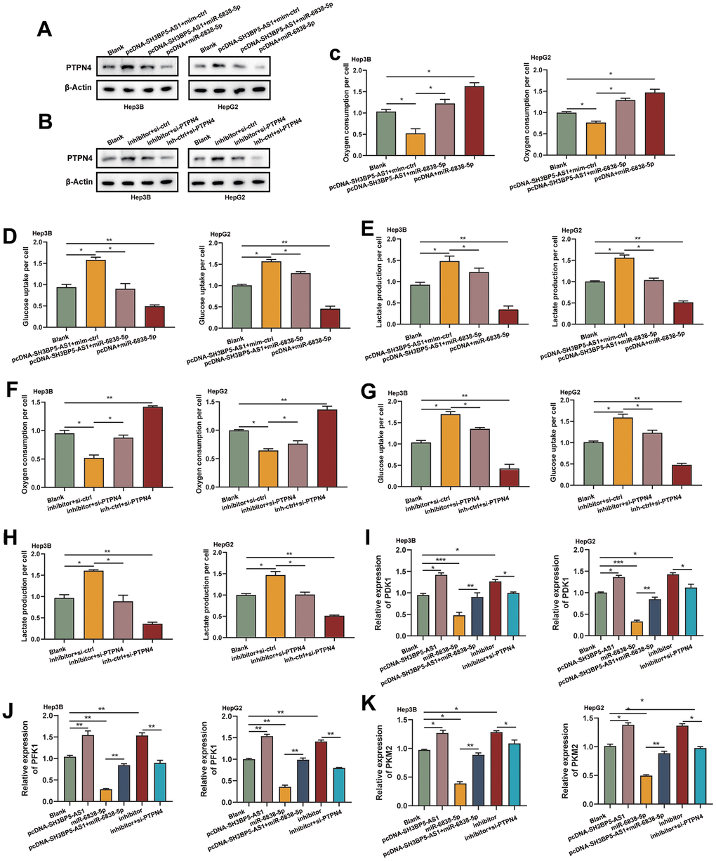 The SH3BP5-AS1/miR-6838-5p/PTPN4 axis regulated glycolysis in HCC. (A, B) By sponging miR-6838-5p, SH3BP5-AS1 activated PTPN4. (C–E) Ectogenic miR-6838-5p lessened the effect of SH3BP5-AS1 on glucose absorption and lactate production. (F–H) Knockdown of PTPN4 reversed the increasement in HCC cells’ glycolysis brought on by the suppression of miR-6838-5p. (I–K) Using qRT-PCR experiment, the expression levels of PDK1, PFK1, and PKM2 in HCC cells were investigated.