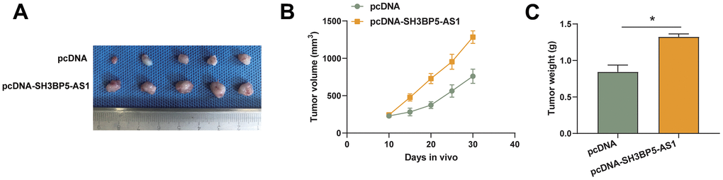 SH3BP5-AS1 accelerated HCC cell proliferation in vivo. (A–C) Tumor xenograft assay in the indicated HCC cells.