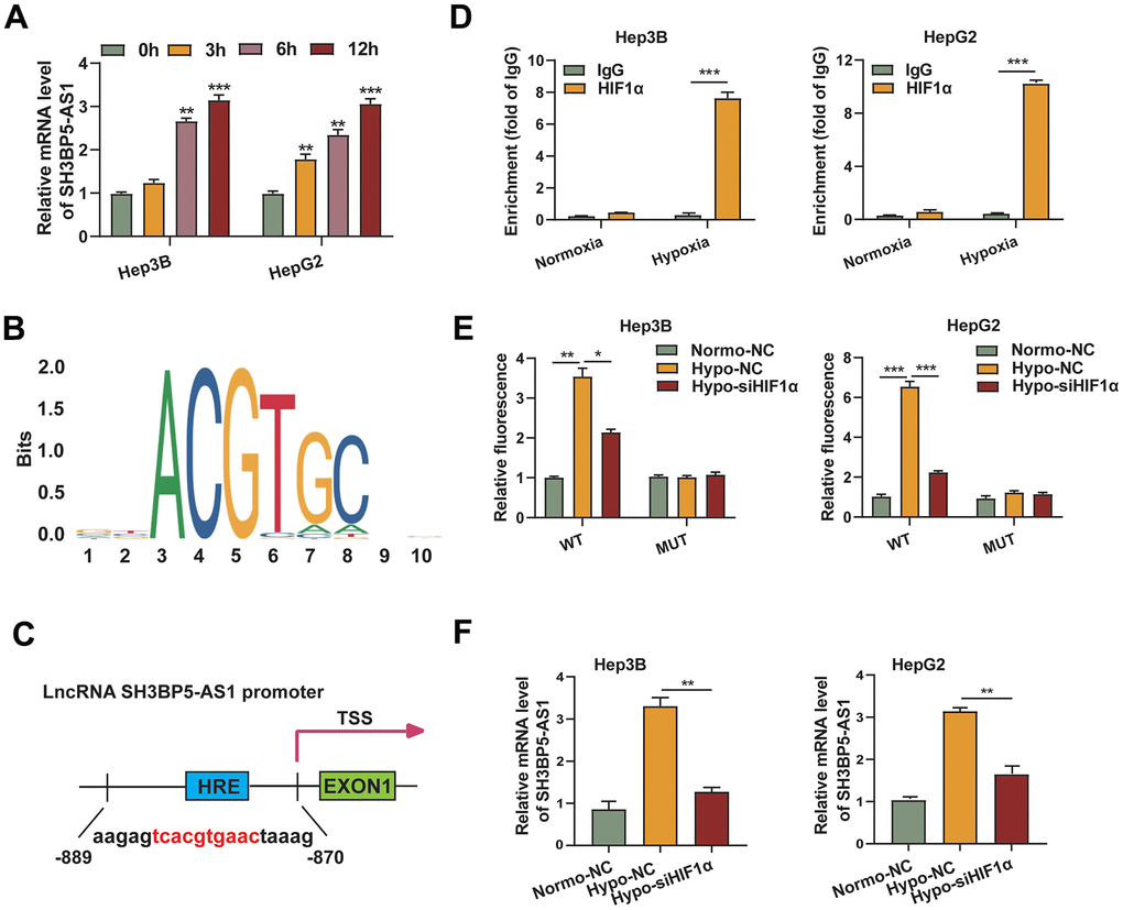 HIF-1α regulated SH3BP5-AS1 transcription by directly binding to its promoter. (A) The mRNA level of SH3BP5-AS1 in the hypoxic HCC cells was measured using a qRT-PCR experiment. (B) HIF-1α binding motif. (C) Possible HIF-1α binding location in the SH3BP5-AS1 promoter. (D) CHIP-qPCR assay. (E) Dual luciferase reporter assay in the HCC cells. (F) qRT-PCR experiment in the HCC cells.