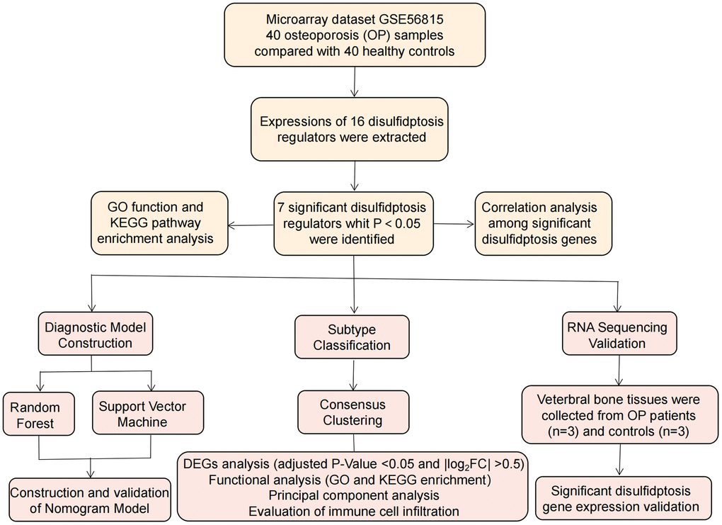 Flowchart of the study design.