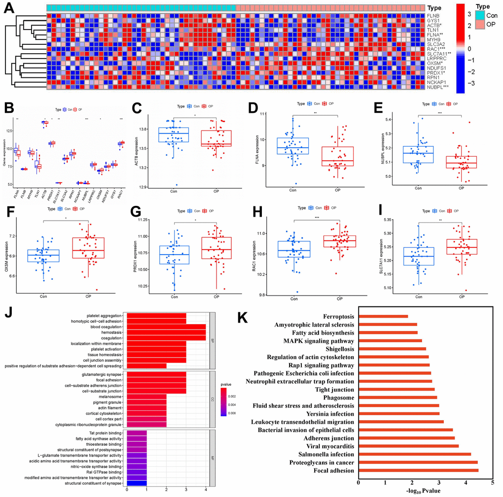 Identification of 16 disulfidptosis modulators in OP. (A) Expression heat map of 16 disulfidptosis modulators in OP cases and controls. (B) Differential expression box plot of 16 disulfidptosis modulators identified between OP cases and controls. (C–I) Differential expression box plots of seven significant disulfidptosis modulators identified between OP cases and controls. (J, K) GO and KEGG enrichment analysis based on seven significant disulfidptosis modulators. *P P P 