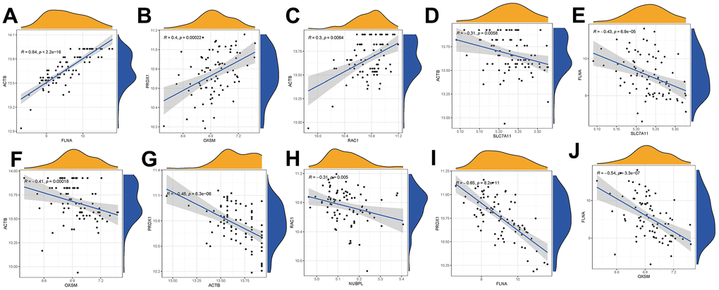 Correlations among disulfidptosis modulators in OP (A–J). In OP cases, there were significantly positive correlations in gene expression levels of ACTB–FLNA, ACTB–RAC1, and PRDX1–OXSM (A–C); there were significantly negative correlations in gene expression levels of ACTB–SLC7A11, FLNA–SLC7A11, ACTB–OXSM, PRDX1–ACTB, RAC1–NUBPL, PRDX1–FLNA, and FLNA–OXSM (D–J).