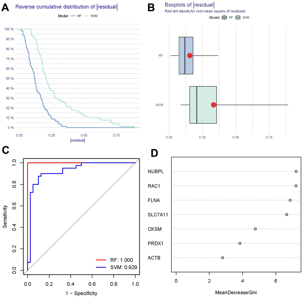 Establishment of RF and SVM models. (A) Reverse cumulative distribution constructed to display the residual distributions of RF and SVM models. (B) Box plot constructed to display the residual distributions of RF and SVM models. (C) ROC curves show the accuracies of the RF and SVM models. (D) Importance scores of seven disulfidptosis modulators based on the RF model.