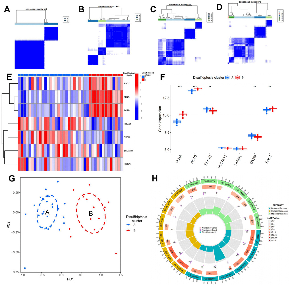 Consensus clustering of seven significant disulfidptosis modulators in OP. (A–D) Consensus matrices of seven significant disulfidptosis modulators for k = 2–5. (E) Expression heat map of seven significant disulfidptosis modulators in clusters A and B. (F) Differential expression box plots of seven significant disulfidptosis modulators in clusters A and B. (G) Principal component analysis of the expression profiles of seven significant disulfidptosis modulators showing substantial differences in transcriptomes between the two disulfidptosis patterns. (H) GO enrichment analysis was performed to explore potential mechanisms underlying the effects of 127 disulfidptosis-related DEGs on the occurrence and development of OP. **P P 