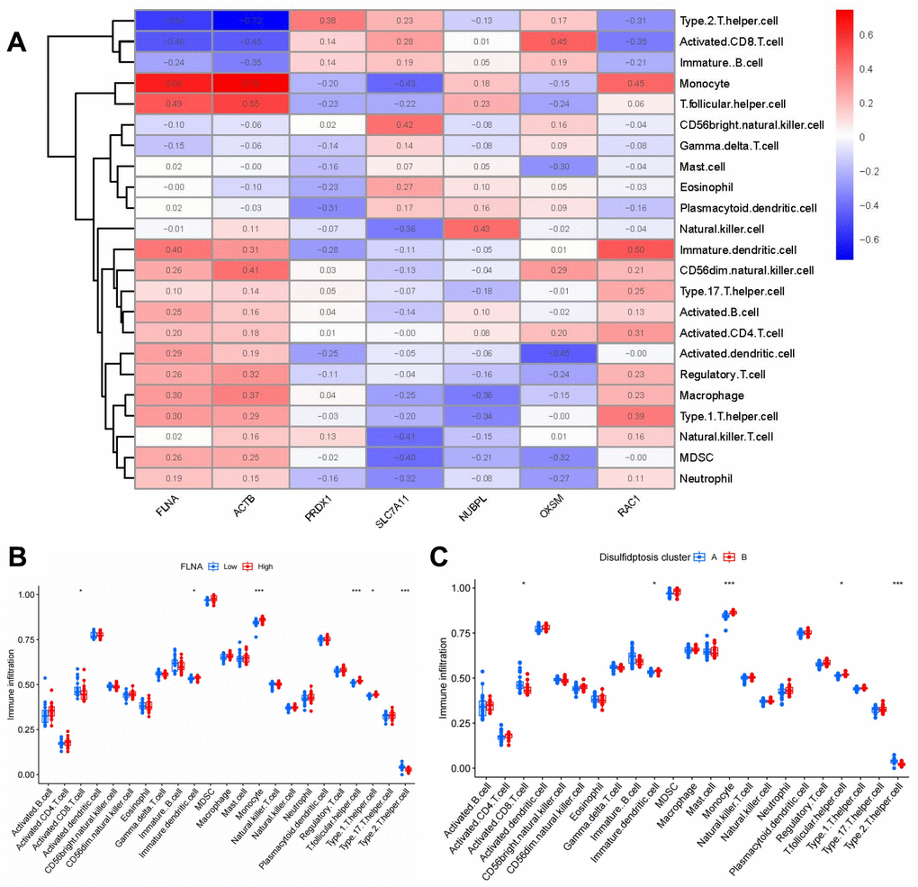 Single-sample gene set enrichment analysis. (A) Correlations between immune cell infiltration and seven significant disulfidptosis modulators. (B) Differences in abundance of infiltrating immune cells between high- and low-FLNA protein expression groups. (C) Differential immune cell infiltration between cluster A and cluster B. *P P 