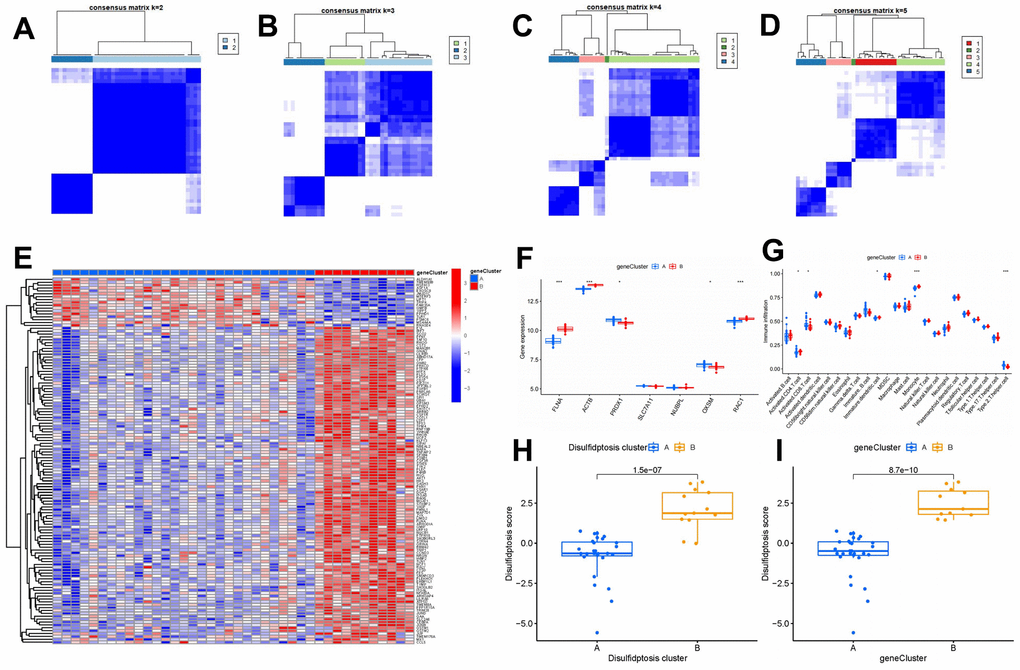 Consensus clustering of 127 disulfidptosis-associated DEGs in OP. (A–D) Consensus matrices of 127 disulfidptosis-associated DEGs for k = 2–5. (E) Expression heat map of 127 disulfidptosis-associated DEGs in gene clusters A and B. (F) Differential expression box plots of seven significant disulfidptosis modulators in gene clusters A and B. (G) Differential immune cell infiltration between gene clusters A and B. (H) Differences in disulfidptosis scores between cluster A and cluster B. (I) Differences in disulfidptosis scores between gene clusters A and B. *P P 
