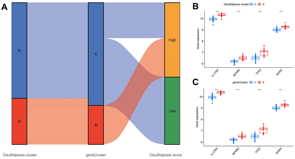 Roles of disulfidptosis patterns in distinguishing OP. (A) Sankey diagram showing relationships among disulfidptosis patterns, disulfidptosis gene patterns, and disulfidptosis scores. (B) Differential expression levels of osteoclast differentiation-related genes between cluster A and cluster B. (C) Differential expression levels of osteoclast differentiation-related genes between gene cluster A and gene cluster B. ***P 