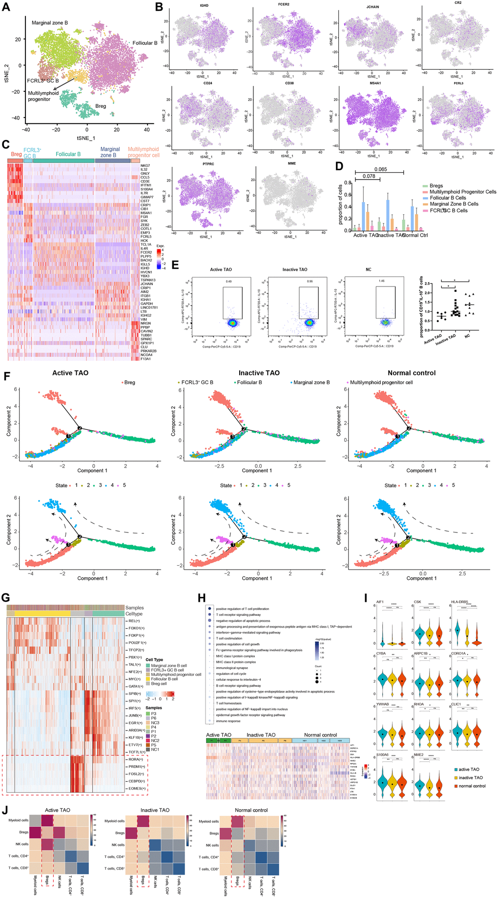 scRNA-seq revealed Bregs with immunoregulatory properties in TAO. (A) t-SNE plot showing the annotated B cells captured from Figure 1B. Each dot denotes an individual B cell, color denotes cluster origin. (B) The t-SNE feature plots showed expression of marker genes within individually identified B cell populations. (C) Heatmap of DEGs of each B cell subpopulation provides phenotypic information for individual B cell populations. Expression values are scaled between minimum and maximum expression for each gene across all clusters. (D) Prevalence of each B cell subpopulation within all samples from TAO patients with different activity and normal controls. (E) Representative FACS dot plots showed the proportion of Bregs from a patient with active TAO, a patient with inactive TAO, and a normal control (left). Scatter plot showing the frequency of Bregs in active TAO, inactive TAO, and NC group (right). (F) Trajectory analysis of B cell subsets in NCs and patients with TAO. Upper: distribution of the B cell subpopulations on each of the branches. Lower: the relative proportion of B cell subpopulations in each state. (G) Significantly activated motifs in the differentiation process colored by cell clusters. (H) Heatmap showing upregulated DEGs in active TAO patients’ Bregs. The upregulated GO terms enriched in the DEGs are listed with p-value and gene numbers. (I) Violin plots showing upregulated DEGs of Bregs. The diamond inside the violin plot represents the mean. (J) Heatmap showing the distribution of interaction pairs across the cell types.