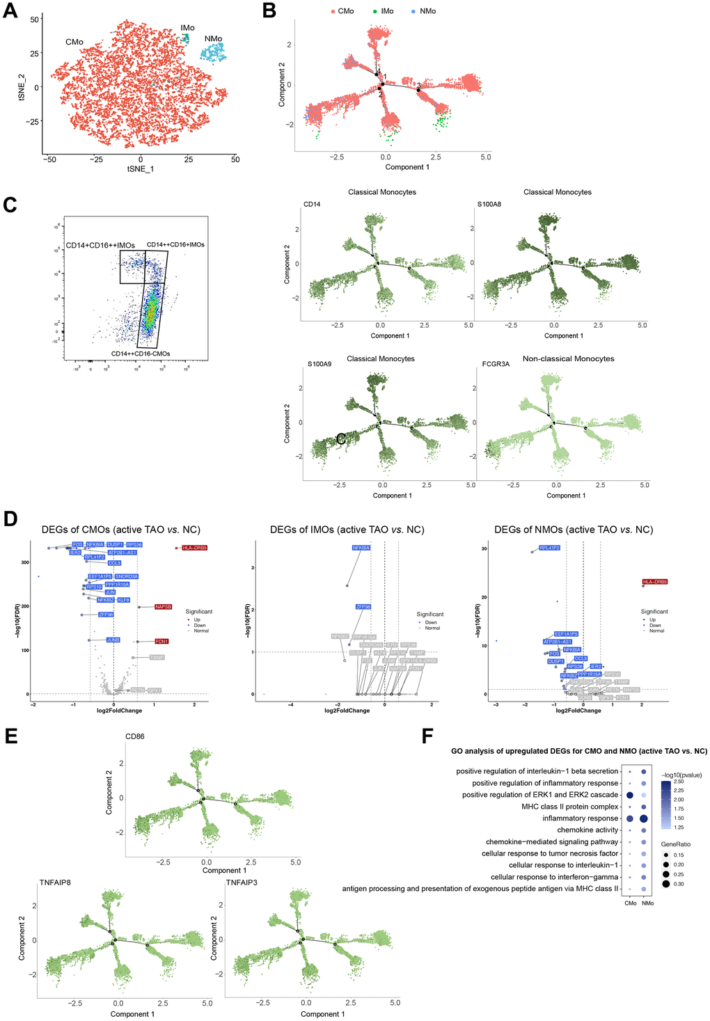 Monocytes displayed increasing inflammatory cytokine production and cos-stimulatory molecule expression in active TAO. (A) tSNE plot showing clusters of monocyte subsets. (B) Pseudotime analysis of monocytes recapitulate known lineage relationships, with CMOs (CD14+S100A8+S100A9+) branching into either NMOs (FCGR3A+) or IMOs (CD14++FCGR3A+). (C) FACS plots validated that CMOs, IMOs, and NMOs were present in the peripheral blood. Blood sample from one normal control was used for analysis. (D) Volcano plots showing DEGs of CMOs, IMOs and NMOs in active TAO/NC comparison. (E) Inflammatory cytokines and costimulatory molecules (CD86 and TNF) increased in CMOs and NMOs in active TAO. (F) Representative GO terms enriched by upregulated DEGs of monocytes in active TAO.