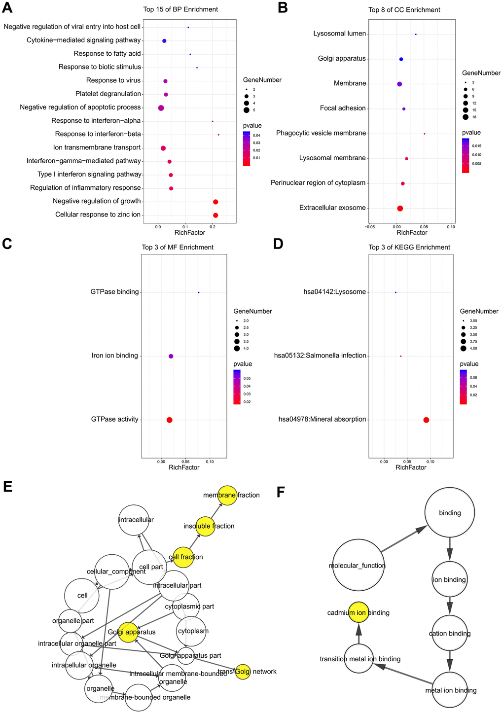 The enrichment analyses of DEGs using DAVID and BiNGO. Detailed information relating to changes in the (A) BP, (B) CC, (C) MF, and (D) KEGG analysis of DEGs via DAVID. Detailed information relating to changes in the (E) CC and (F) MF analysis of DEGs via BiNGO.