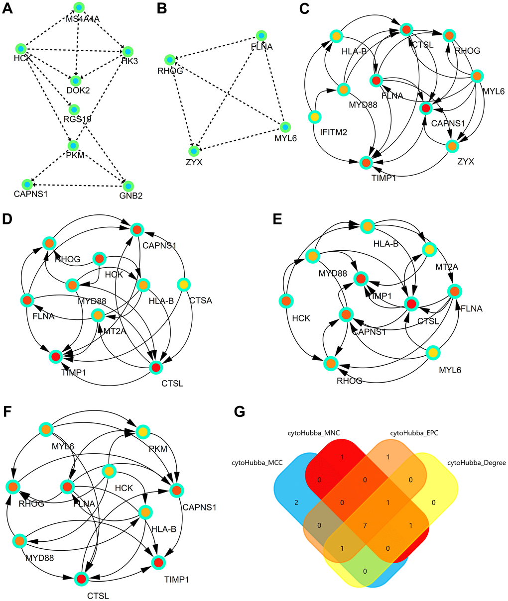 Significant modules and hub genes identified from the PPI network. (A) The first module consists of MS4A4A, HCK, HK3, DOK2, RGS19, PKM, CAPNS1, and GNB2. (B) The second module consists of FLNA, RHOG, MYL6, and ZYX. (C) The first network of hub genes identified by MCC. (D) The second network of hub genes identified by MNC. (E) The third network of hub genes identified by Degree. (F) The fourth network of hub genes identified by EPC. (G) The Venn diagram comprises the common hub genes (HLA-B, CTSL, RHOG, FLNA, MYD88, CAPNS1, and TIMP1).