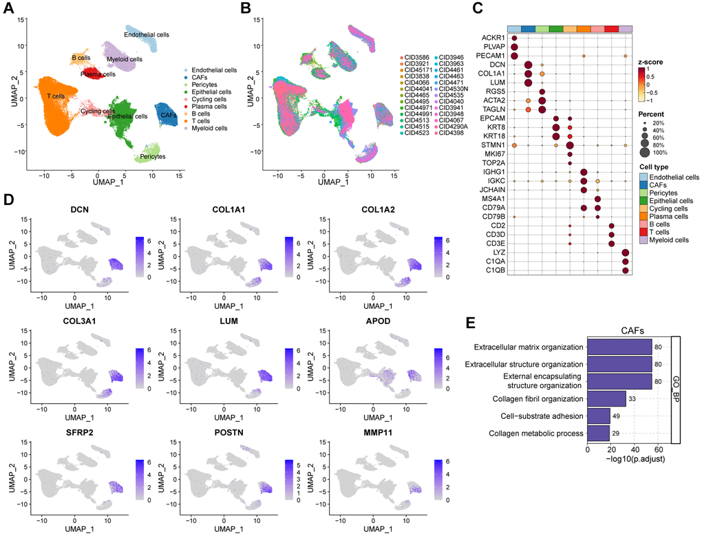 Interrogating the cellular constitution of breast cancer at single-cell resolution. (A, B) UMAP plot showing the major cell subpopulations in breast cancer. (C) Bubble heatmap showing expression levels of selected signature genes in breast cancer. Dot size indicates fraction of expressing cells, colored based on normalized expression levels. (D) Feature plots to further identify various CAFs, based on the expression levels of marker genes. (E) GO enrichment of CAFs signature genes.