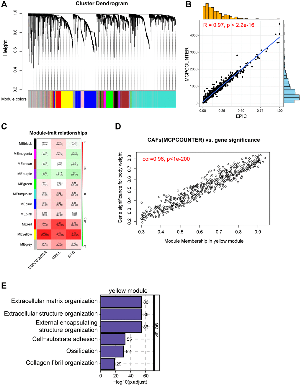 Screening for CAF-related genes by WGCNA in breast cancer. (A) The cluster dendrogram constructing the gene modules and module merging. (B) Correlation plot of infiltration of CAFs by EPIC and MCPCOUNTER. (C) Correlation analysis of modules with traits yielded 11 modules, with the yellow module considered to be the most relevant module for CAFs. (D) Scatter plot between the yellow module and MCPCOUNTER. (E) GO enrichment of yellow module genes.
