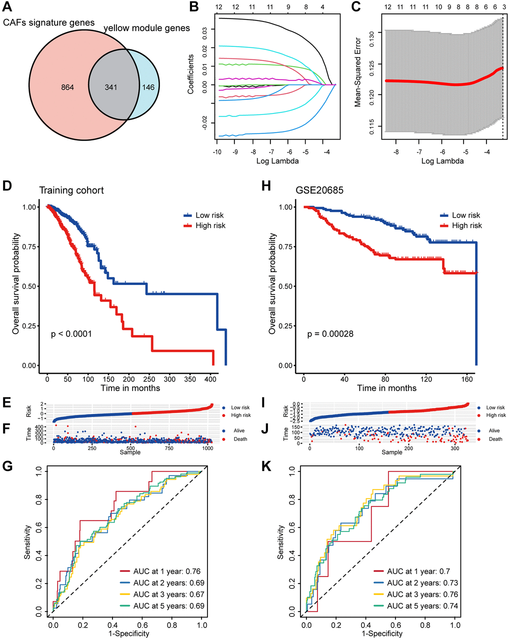 Screening of CAF-related genes and construction a CAF-related prognostic signature in breast cancer. (A) The Venn graph of the CAF signature genes and yellow module genes. (B) Coefficient profiles in the LASSO regression model. (C) Cross-validation for tuning parameter selection in the LASSO regression. (D) Kaplan-Meier survival analysis was performed on the relationship between the risk score and OS using the TCGA training cohort. (E) The rank of risk score in the TCGA training cohort. (F) Survival status in the TCGA training cohort. (G) Time-dependent ROC curve analysis of the prognostic model (1, 2, 3, and 5 years) in the TCGA training cohort. (H) Kaplan-Meier survival analysis was performed on the relationship between the risk score and OS using the GSE20685 validation cohort. (I) The rank of risk score in the GSE20685 validation cohort. (J) Survival status in the GSE20685 validation cohort. (K) Time-dependent ROC curve analysis of the prognostic model (1, 2, 3, and 5 years) in the GSE20685 validation cohort.