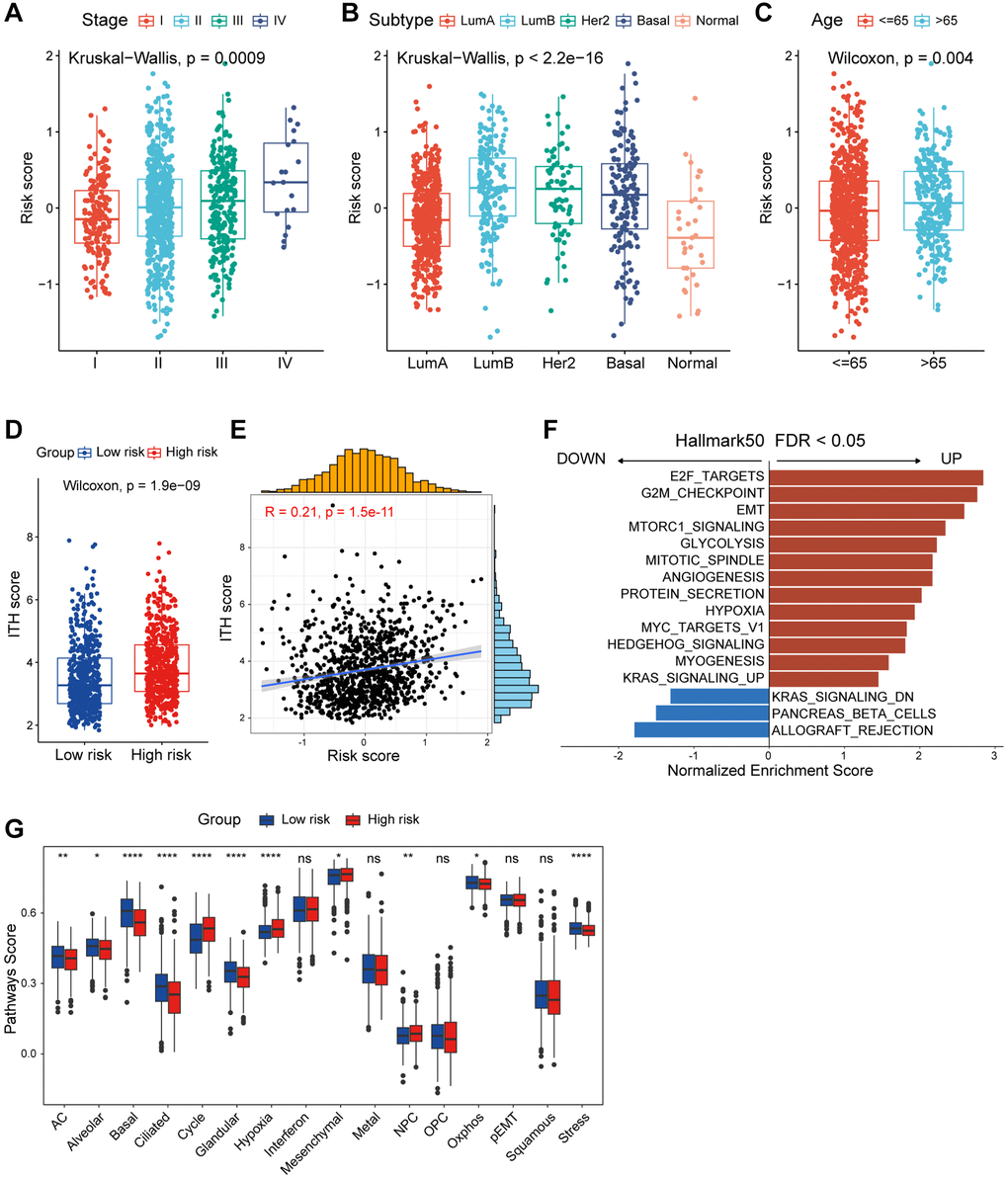 Functional and genomic features of CAF-related risk score-based classification. (A) Levels of risk score in different tumor stages of breast cancer. (B) Levels of risk score in different molecular subtypes of breast cancer. (C) Levels of risk score in different age groups of breast cancer. (D) Boxplot showing the levels of ITH in high/low-risk groups. Paired two-sided Wilcoxon test. (E) Scatter plot showing the correlation between the risk score and ITH score. (F) Bar plot showing different pathways enriched in high/low-risk groups of breast cancer calculated by GSEA. (G) Boxplots showing the signature score of 16 cancer cell states in high/low-risk groups of breast cancer scored by GSVA. Paired two-sided Wilcoxon test. The asterisks represent the statistical P-value (*p **p ***p ****p nsp > 0.05).