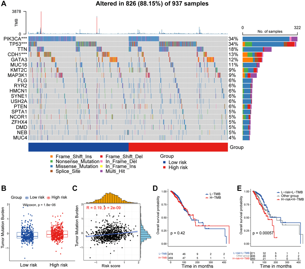 Mutational feature of the CAF-related prognostic signature. (A) Waterfall plot represents the mutation distribution of the most frequently mutated genes in high/low-risk groups. (B) Boxplot showing the levels of TMB in high/low-risk groups. Paired two-sided Wilcoxon test. (C) Scatter plot showing the correlation between the risk score and TMB in TCGA cohort. (D) Kaplan-Meier survival analysis was performed on the relationship between TMB and OS. (E) Kaplan-Meier survival analysis was performed on the relationship between combination of TMB and the risk score and OS. The asterisks represent the statistical P-value (*p **p ***p ****p 