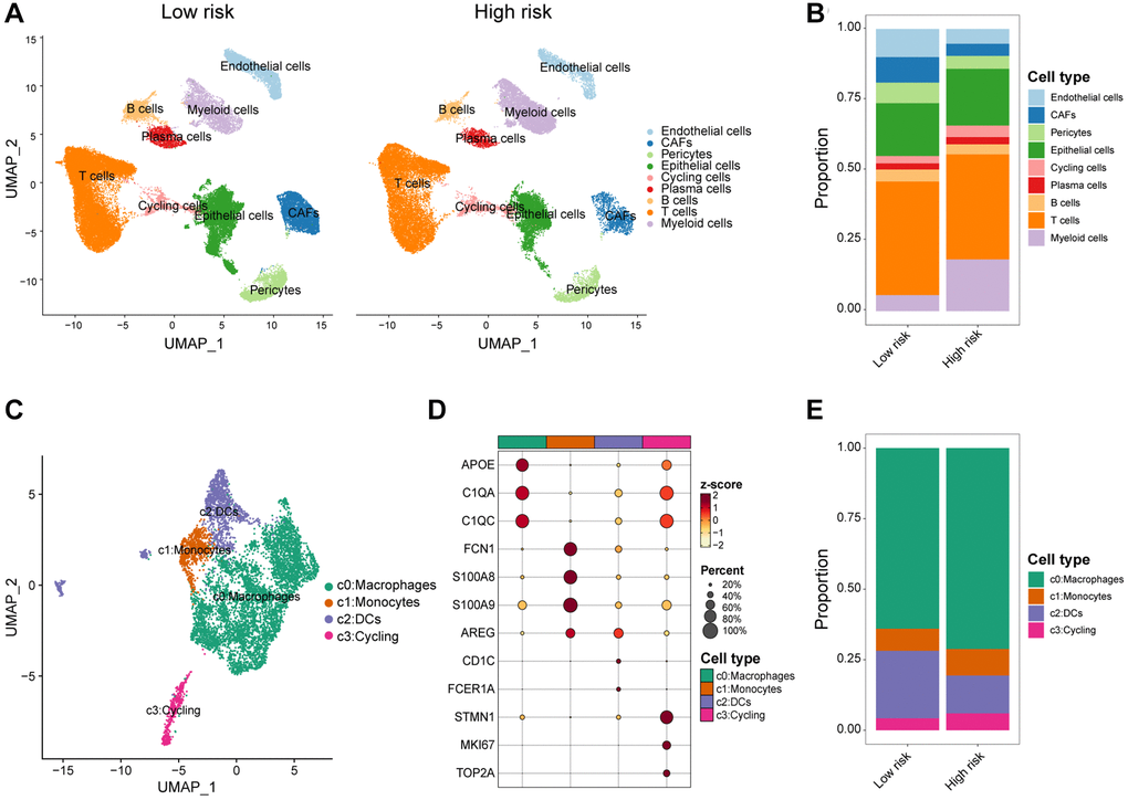 scRNA-seq analysis of the tumor immune microenvironment features between high/low-risk group. (A) UMAP plot showing the major cell subpopulations of high- and low-risk breast tumors. (B) Relative proportions of diverse cell types across high/low-risk tumors. (C) UMAP plot showing the diverse subsets of myeloid cells in breast cancers. (D) Bubble heatmap showing expression levels of selected signature genes for myeloid cells in breast cancers. Dot size indicates fraction of expressing cells, colored based on normalized expression levels. (E) Relative proportions of diverse subpopulations of myeloid cells across high/low-risk tumors.