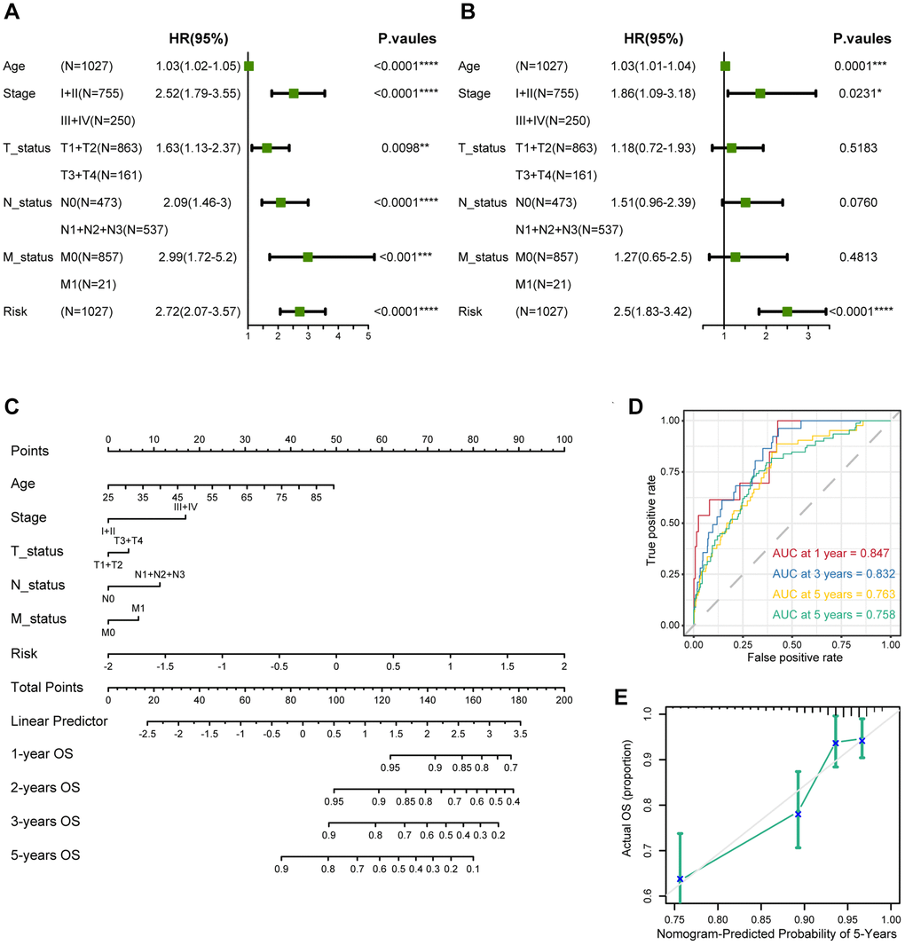 Establishment and assessment of the nomogram survival model. (A) Univariate analysis for the clinicopathologic characteristics and the risk score in TCGA cohort. (B) Multivariate analysis for the clinicopathologic characteristics and the risk score in TCGA cohort. (C) A nomogram was established to predict the prognosis of breast cancer patients. (D) Time-dependent ROC curve analysis of the nomogram (1, 2, 3, and 5 years) in TCGA cohort. (E) Calibration plots showing the probability in TCGA cohort. The asterisks represent the statistical P-value (*p **p ***p ****p 