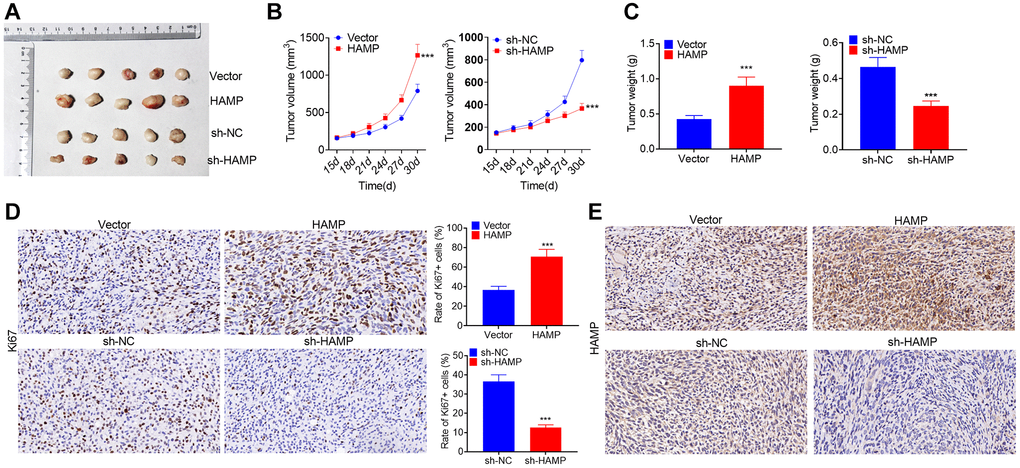 HAMP promoted NSCLC cell growth in vivo. HAMP-overexpressing and HAMP-knockdown cell models were used to construct NSCLC cell xenograft models. (A) Images of the tumors are shown. (B) Changes in tumor volume during the incubation days. (C) Tumor weights after the tumors were removed from the nude mice. (D) Ki67 staining was performed to evaluate cell proliferation. (E) IHC was used to detect HAMP in the tumor tissues. ***P n = 5.