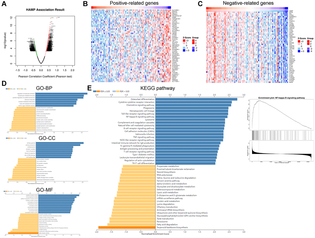 HAMP might regulate the NF-κB pathway in NSCLC. The genes that had significant correlations with HAMP in NSCLC were analysed through LinkedOmics. (A) The volcano map of those related genes is shown. (B, C) The heatmaps of those genes (positively related and negatively related genes) are shown. (D, E) Gene set enrichment analysis was conducted using the online tool from LinkedOmics. The analysis results showed that HAMP is associated with many Gene Ontology (GO) terms and enriched KEGG pathways.