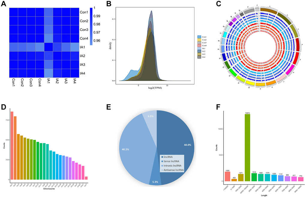 Circulating exosomal LncRNA expression and characterisation. (A) Heat map of correlation coefficients for all samples. The colours represent the correlation coefficients between pairs of samples. (B) Gene expression density map. (C) The circular diagram depicting the distribution of LncRNAs on chromosomes illustrates how LncRNAs are distributed on chromosomes across different samples. In the diagram, the outermost layer depicts the genome's chromosome ring, while the inner layer illustrates the distribution of different samples. (D) Histogram displaying the distribution of LncRNAs across various chromosomes. (E) Pie chart depicting the proportion of different LncRNAs. (F) LncRNAs length distribution.