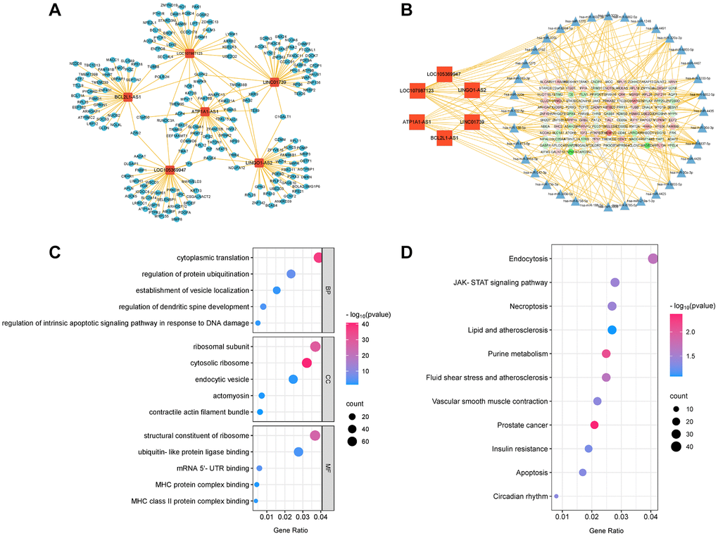 The LncRNA-mRNA network and LncRNA-microRNA-mRNA network of six key LncRNAs. (A) LncRNA-mRNA network. (B) LncRNA-microRNA-mRNA network. (C) GO bubble plot of six key LncRNAs target genes. (D) KEGG bubble plot of six key LncRNAs target genes.