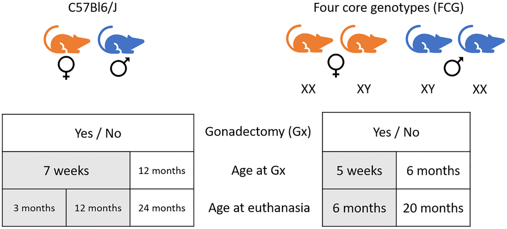 Schematic representation of the experimental design of the study.