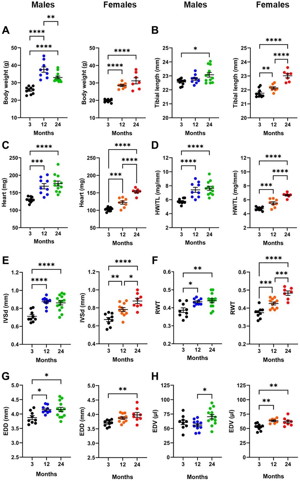 Effects of aging on the heart. For each panel, graphs of males (blue and green) and females (orange and red) are represented side by side. (A) Body weight, (B) Tibial length, (C) Heart weight, (D) indexed heart weight for tibial length (HW/TL), (E) Diastolic thickness of the interventricular septum (IVSd) by echo, (F) End-diastolic LV diameter (EDD), (G) Left ventricular relative wall thickness (RWT) and (H) End-diastolic LV volume (EDV). Data are represented as mean +SEM. One-way ANOVA followed by Holm-Sidak post-test. *p **p ***p ****p 