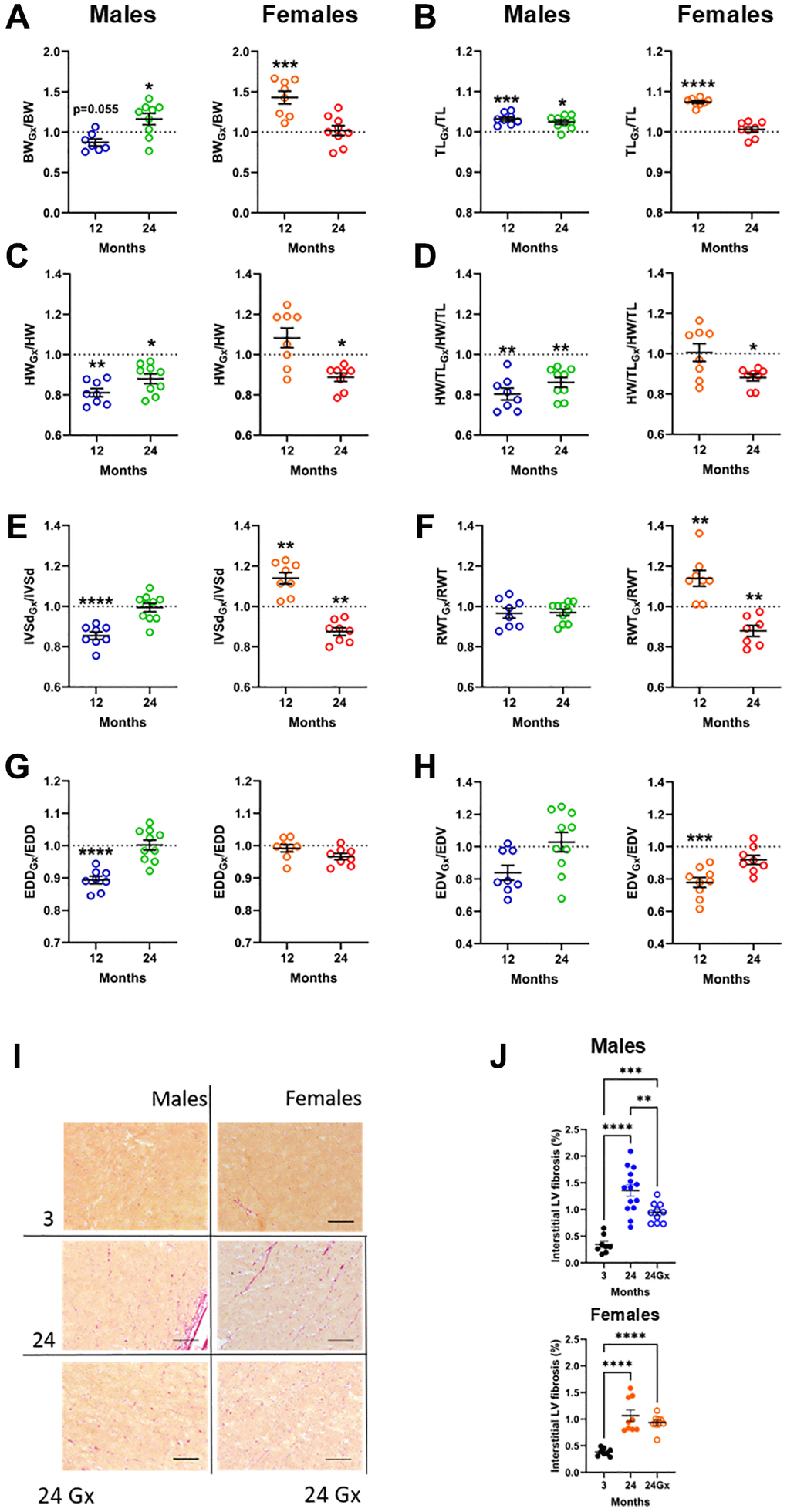 Loss of gonadal steroid hormones in young and adult mice and its effects on the heart later in life. (A–H) Results are illustrated as a ratio of individual values of indicated parameters in gonadectomized (Gx) animals on the mean value for this parameter from a group of age-matched controls. The dotted line indicates a ratio of 1 or the absence of difference between Gx and non-Gx animals. Blue and green (males) and orange and red (females) indicate the ratio in adult (12 months) and old mice (24 months). (A) Body weight, (B) Tibial length, (C) Heart weight, (D) indexed heart weight for tibial length (HW/TL), (E) Diastolic thickness of the interventricular septum (IVSd) by echo, (F) End-diastolic LV diameter (EDD), (G) Left ventricular relative wall thickness (RWT) and (H) End-diastolic LV volume (EDV). (I) Representative pictures of picrosirius-stained LV sections for the indicated groups. (J) Interstitial myocardial fibrosis in aging male and female mice, intact or Gx. Data are represented as mean +SEM. (A–H) Student T-test comparison with age-matched controls. (J) One-way ANOVA followed by Holm-Sidak post-test. *p **p ***p ****p 
