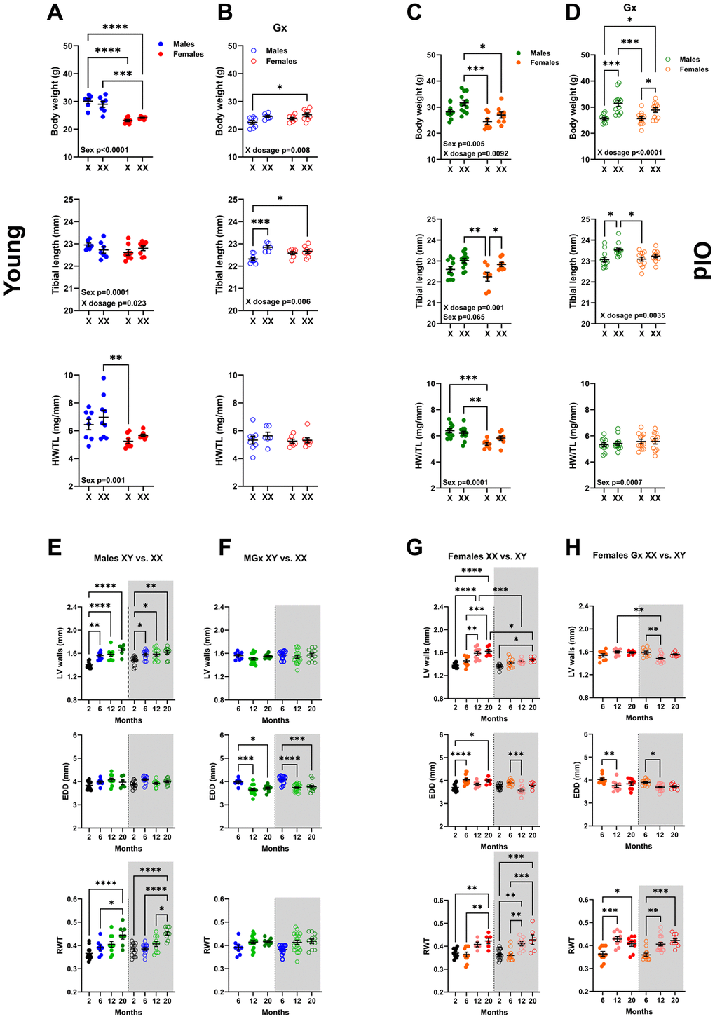Sex chromosomes significantly affect body growth but little on cardiac growth and LV remodelling during aging. Body weight, Tibial length, and indexed Heart weight for tibial length (HW/TL). A and B: Young mice (6 months). (A) non-Gx 6-month-old mice with one (X) or two X chromosomes (XX). Phenotypic males (solid blue dots) and females (solid red dots). (B) Gx 6-month-old mice (Gx at five weeks). Phenotypic males (blue circles) and females (red circles). (C, D) Old mice (20 months). (C) non-Gx 20-month-old mice. Phenotypic males (solid green dots) and females (solid orange dots). (D) Gx 20-month-old mice (Gx at six months). Phenotypic males (green circles) and females (orange circles). Data are represented as mean +SEM. Two-way ANOVA followed by Holm-Sidak post-test. *p **p ***p ****p P-values below 0.05 are indicated on the graphs for the two variables. (E–H) LV wall thickness, End-diastolic LV diameter (EDD) and LV relative wall thickness (RWT) during aging by echocardiography. (E) Non-Gx males with one X chromosome (left; solid dots) or two X chromosomes (right; empty dots and gray background). (F) Gx males (MGx) at the age of 6 months. (G) Non-Gx females with two X chromosomes (left; solid dots) or one X chromosome (right; empty dots and gray background). (H) Gx females (FGx) at the age of 6 months. Data are represented as mean +SEM. One-way ANOVA followed by Holm-Sidak post-test. *p **p ***p ****p 