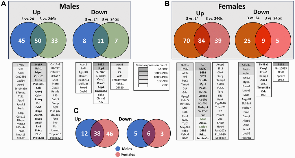 Transcriptomic changes in the left ventricle induced by aging and gonadectomy. Differentially expressed genes (DEGs, |Log2 fold change| ≥1) between 3-month-old (3 m) and 24-month-old males (24 m) (A) or between 3-month-old and 24-month-old female (B) mice, intact or Gx. (A) Venn diagrams showing DEGs specific to aging intact or Gx males as well as shared genes either up (left) or down-regulated (right). Venn diagrams showing DEGs specific to aging intact or Gx females and common genes either up (left) or down-regulated (right). Below the Venn diagrams are lists of up to twenty genes ranked by their mean expression levels for each comparison from highest to least expressed. Legend for the background colouring of the gene list based on mean expression count is illustrated. In boldface are listed genes that are common between males and females. (C) Venn diagrams for the common upregulated genes (left) and downregulated genes (right) by aging between males and females. Only genes having a mean normalized count over 50 from RNA-Seq data were considered.