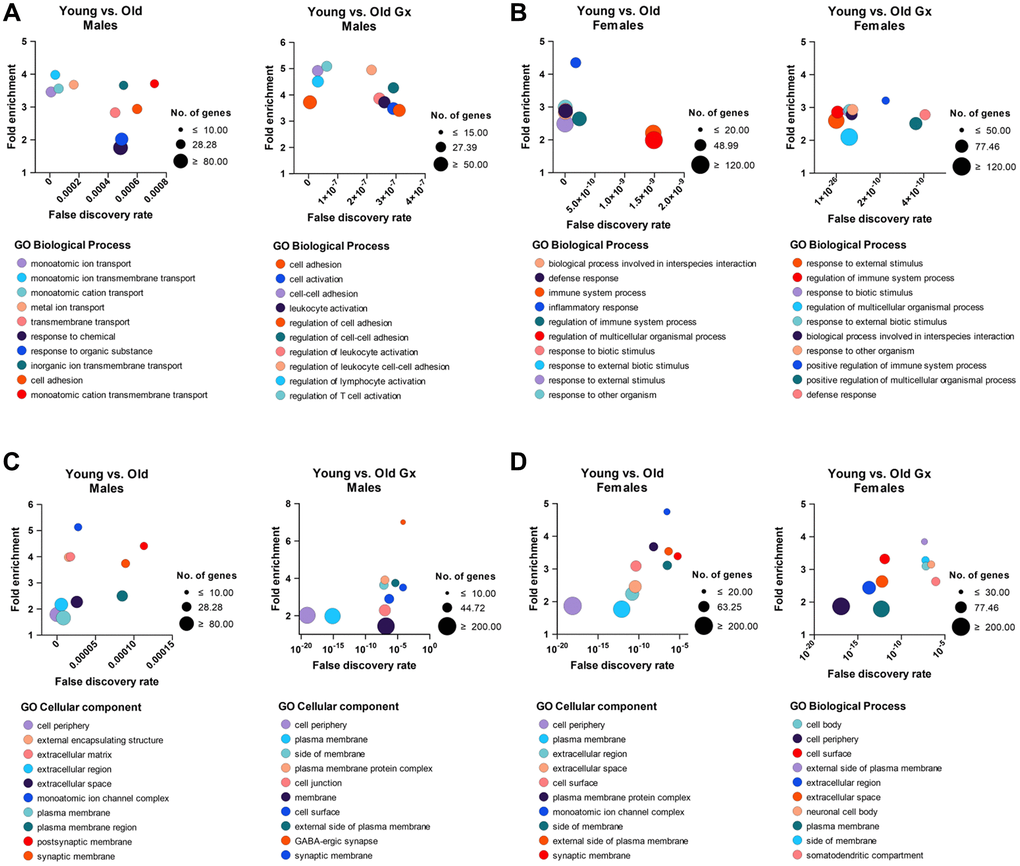 Gene ontology (GO) lists biological processes (A, B) and cellular components (C, D) from differentially expressed left ventricle genes between young and older mice represented as bubble plots. All genes significantly modulated (|Log2 fold change| ≥1) were included. The list is limited to the top 10 processes (listed below the graph) having the lowest false discovery rate. Number (Nb) of genes included for each category (bubble size, legend on the right of each graph), fold enrichment over expected representation (Y-axis) and false discovery rate (X-axis).