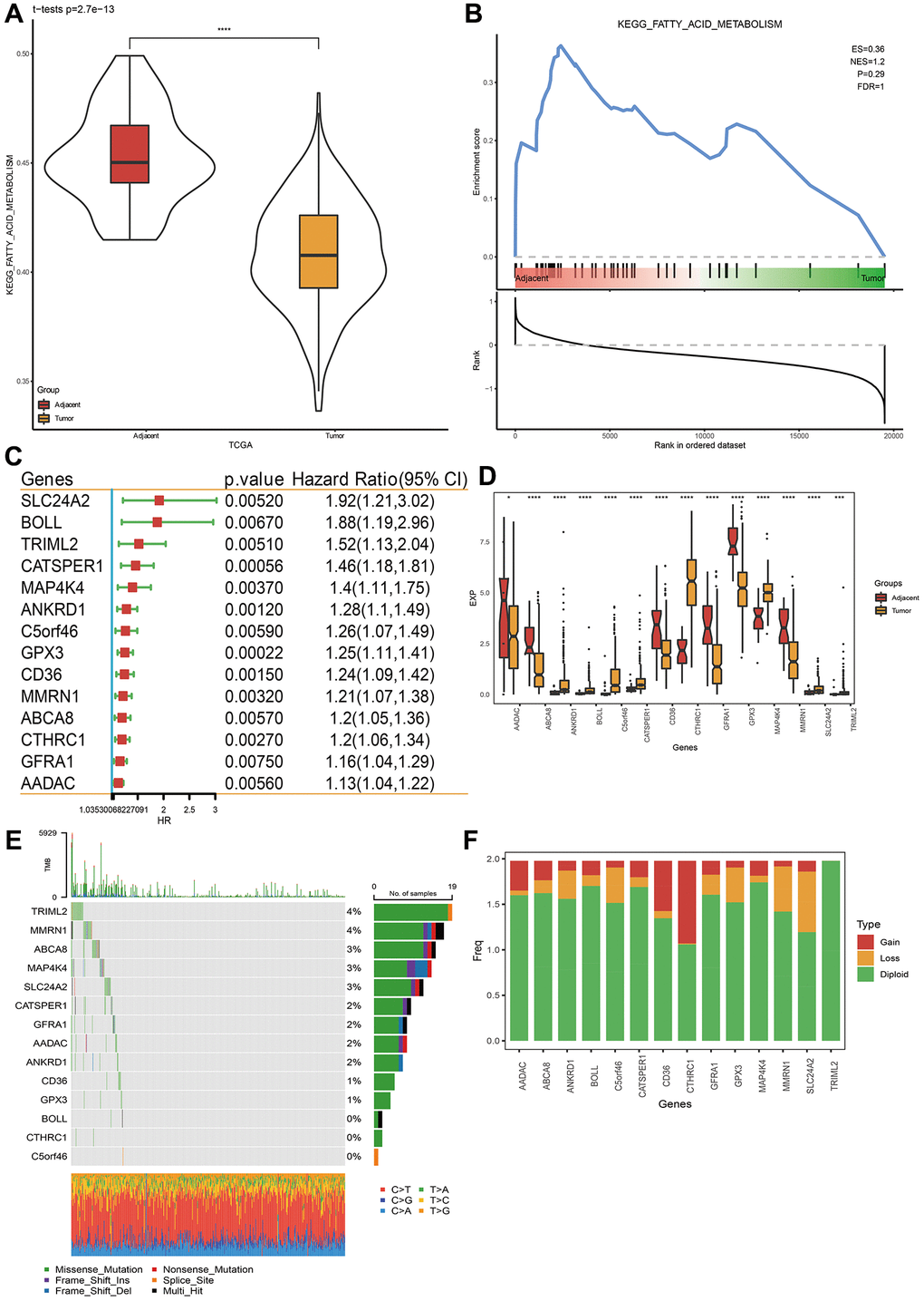 Fatty acid metabolism pathway and related prognostic gene analysis. (A, B) Fatty acid metabolism pathway analysis via ssGSEA and GSEA. (C) Genes closely related to FAM related gene pathway score in TCGA-STAD dataset. (D) Gene expression levels between STAD cancer tissue and para-carcinoma tissue. (E) Single nucleotide variation analysis of genes in TCGA-STAD dataset. (F) Copy number variation analysis. *p ***p ****p 