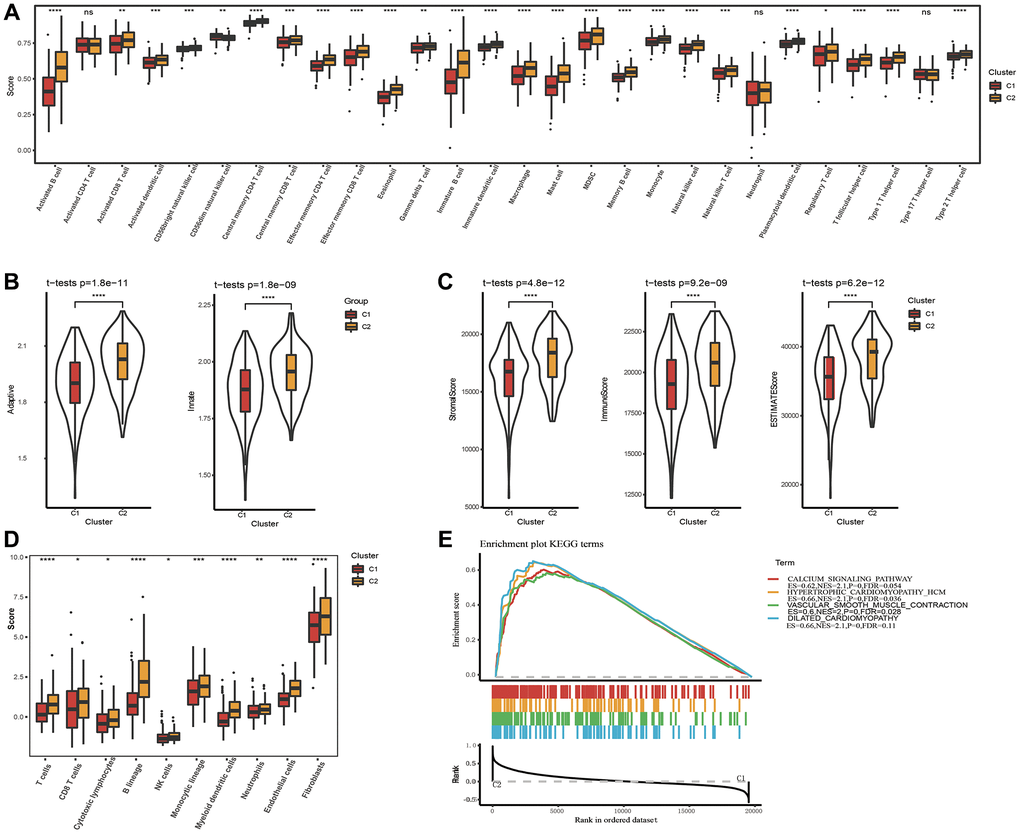 Analysis of immune infiltration and gene set enrichment analysis. (A) Analysis of 28 immune cells using CIBERSORT. (B) The distribution of innate and acquired immunity in TCGA-STAD dataset. (C) Analysis of immune infiltration using ESTIMATE. (D) Analysis of immune infiltration using MCP-counter. (E) GSEA pathways score analysis between C1 and C2 in TCGA-STAD. *p **p ***p ***p 