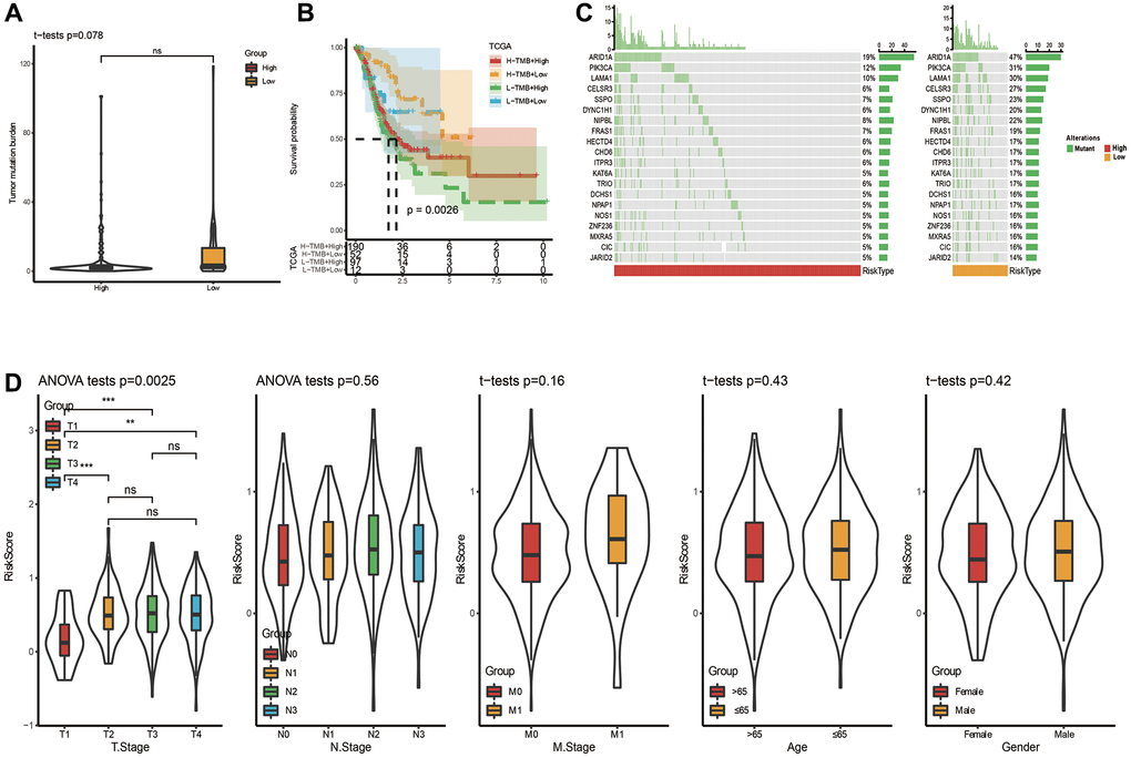Somatic mutation analysis and clinicopathological characteristics based on riskscore in TCGA cohort. (A) Analysis of somatic mutation in risk groups. (B) Distribution of TMB in risk groups. (C) K-M curve combining risk grouping with TMB. (D) The distribution of riskscore among different clinicopathological characteristics in the TCGA queue.