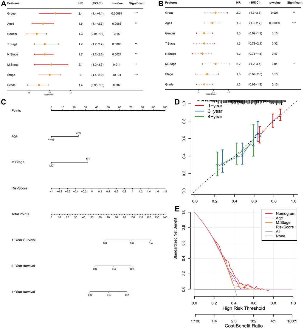 Establishment and assessment of the nomogram in TCGA-STAD queue. Forest plot of the (A) univariate and (B) multivariate Cox regression analyses. (C) The nomogram plot was constructed based on Age, M stage and FAMRGs riskscore. (D) Calibration plot of the nomogram. (E) DCA of the nomogram for 1-, 2- and 4-year OS.