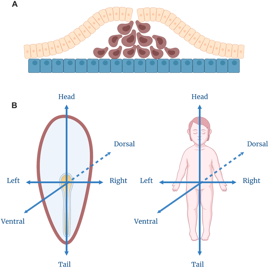 Gastrulation. (A) Cell movement during the gastrulation process. The yellow layer depicts the epiblast, and the blue layer — the hypoblast. The cells in brown are migrating to form, first, the endoderm, and later, the mesoderm layers. (B) Axis specification within a gastrulating embryo which corresponds to the ultimate body plan of a human being.