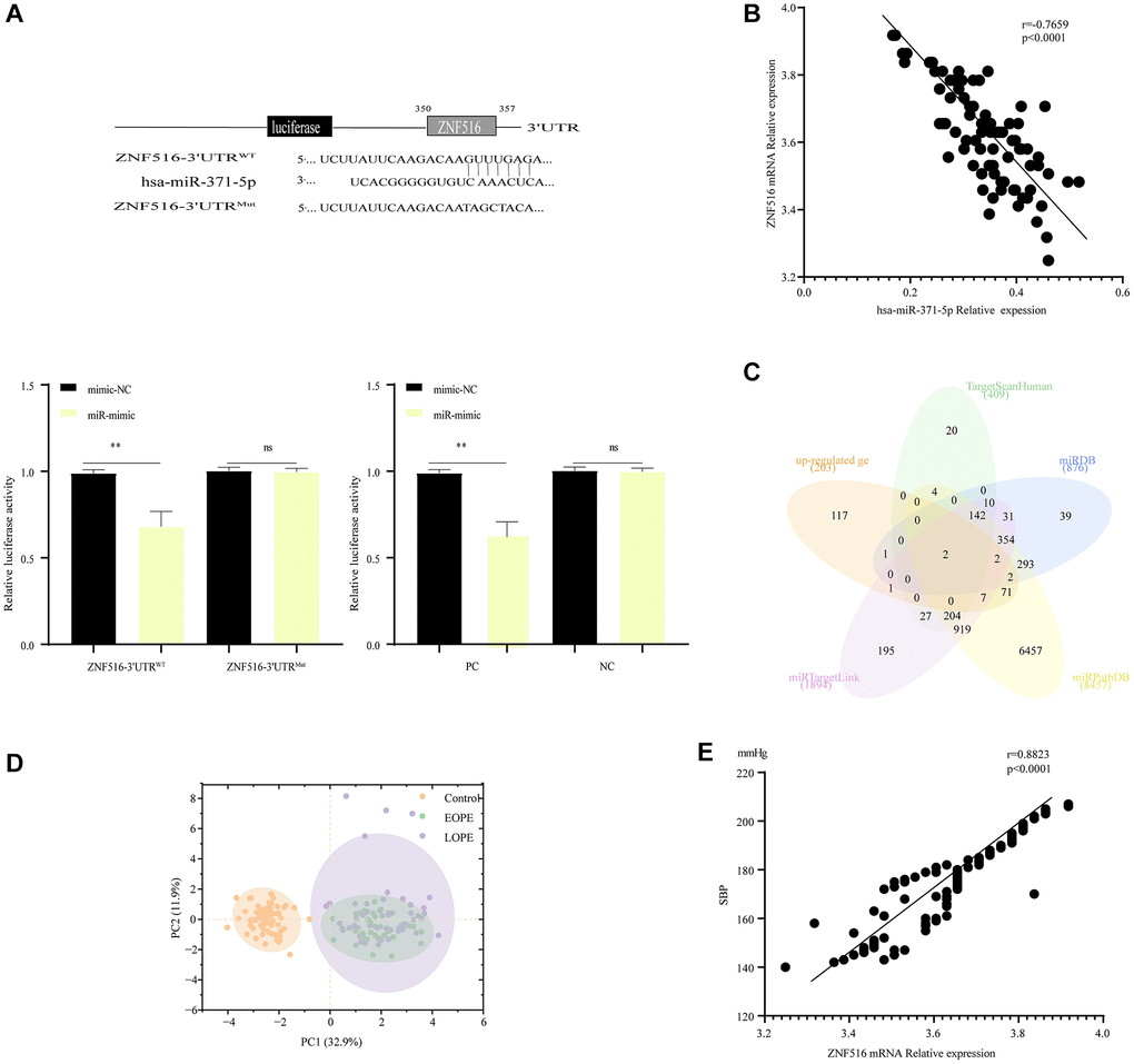 MiR-371-5p suppressed trophoblast cell proliferation, migration, and invasion via lowering ZNF516 expression. (A) The sequences of hsa-miR-371-5p and the 3′ untranslated region (3′UTR) of ZNF516, where it is believed to bind. The upper panel illustrates the specific nucleotides altered in the ZNF516-3′UTR mutant. The luciferase activity of ZNF516 with a wild-type 3′-UTR was dramatically inhibited by miR-371-5p; however, no effect on ZNF516 with a mutant 3′-UTR was observed. Conversely, the luciferase activity of ZNF516 cells increased after treatment with anti-miR-371-5p, as shown in the lower panel. The statistical significance levels are *P **P B) The Venn diagram displays target genes of hsa-miR-371-5p predicted by the TargetScan, miRDB, miRPathDB, and miRTargetLink websites and the upregulated genes in the GSE96985 dataset. (C) A scatter map was generated to illustrate the significant inverse association between the levels of hsa-miR-371-5p and ZNF516 mRNA in 89 placental samples from patients with PE. (D) After incorporating batch effects as covariates into the linear model, principal component analysis (PCA) plots are provided for each of the 160 samples. The plot displays individual samples, which are represented by dots. The dots are colored according to the disease condition: yellow for healthy pregnant women (control), purple for patients with early-onset preeclampsia (EOPE), and green for patients with late-onset preeclampsia (LOPE). (E) A scatter plot was generated to illustrate the significant inverse association observed between the levels of ZNF516 mRNA and SBP in a sample of individuals with PE. n = 89, P 