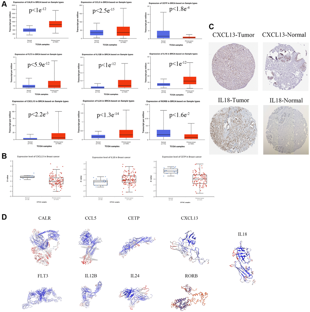 Prognostic gene expression levels in Breast cancers. (A) mRNA expression levels of prognostic genes. (B) The expression level of prognostic protein was based on CTPAC database. (C) Representative immunohistochemical staining images of prognostic gene (https://v17.proteinatlas.org/images/52613/126777