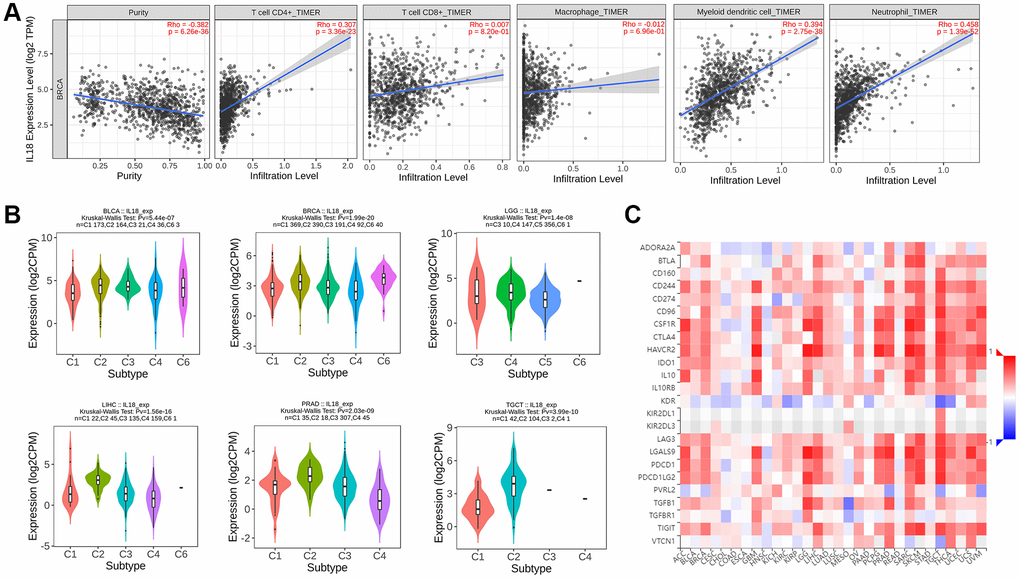 The immune mechanism of IL18. (A) The correlation between IL18 expression level and immune cell infiltration was calculated based on TIMER2.0 algorithm. (B) The correlation between IL18 expression and immune subtypes in different cancers. (C) Correlation analysis between il-18 and immune checkpoint inhibitor sites.