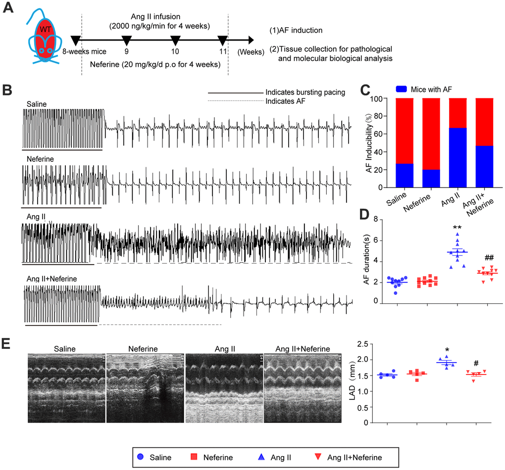 Neferine inhibited Ang II-induced AF and atrial dilation in mice. (A) 8-week-old mice were infused with saline or Ang II (2000ng/kg/min) and received vehicle or neferine (20 mg/kg) each day for 4 weeks (n = 10 samples per group). (B, C) Electrocardiogram of the occurrence of AF stimulated by burst pacing and the incidence of AF in each treatment group (n = 10). (D) Average AF duration induced by burst pacing (n = 10). (E) Echocardiography showed representative images of two-dimensional M-mode for the measurement of left atrium dimension (LAD, mm). Data are presented as mean ± SEM, and n represents the number of samples per group. *P #P 