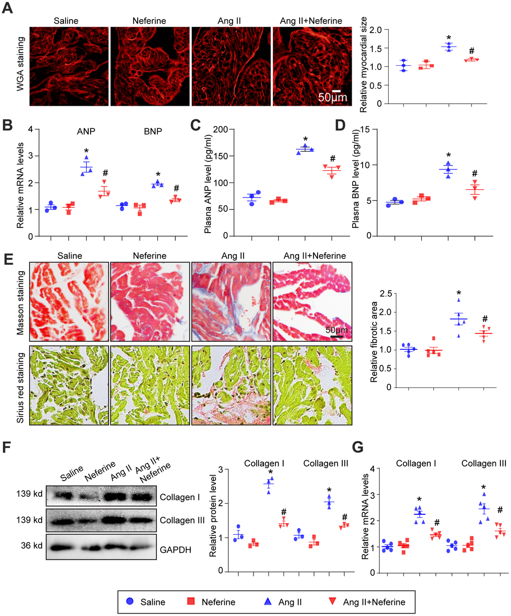 Neferine inhibited Ang II-induced atrial cell size augmentation and atrial fibrosis. (A) Representative images of WGA staining illustrating atrial cell size in each group (n = 3, on the right). Scale bar: 50 μm. (B) Measurement of ANP and BNP mRNA levels by qPCR (n = 3). (C, D) Plasma ANP and BNP levels assessed using an Elisa kit. (E) Representative images of Masson's trichrome and Sirius Red-stained atrial sections depicting the degree of fibrosis; the fibrotic area in each group was quantified (n = 5, on the right). Scale bar: 50 μm. (F) Western blot analysis of collagen I and III protein expression in the atria, with corresponding statistical results on the right (n = 3). (G) Measurement of collagen I and III mRNA levels by qPCR (n = 5, on the right). Data are presented as mean ± SEM, and n represents the number of samples. *P #P 