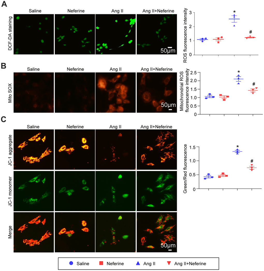 Neferine inhibited Ang II-induced ROS generation and mitochondrial membrane potential depolarization. (A) HL-1 cells were treated with 100 nM Ang II and 10 μM neferine for 24 hours; ROS generation was determined by DCF-DA staining, and the statistical results are shown on the right (n = 3). (B) Mitochondrial ROS generation was assessed through MitoSOX staining, with the corresponding statistical results on the right (n = 3). (C) Mitochondrial membrane potential was determined by JC-1 staining, and the statistical results are shown on the right (n = 3). *P #P 